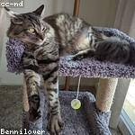 Maida Langworth Profile Picture