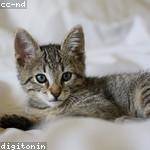 Chesley Greenfelder Profile Picture