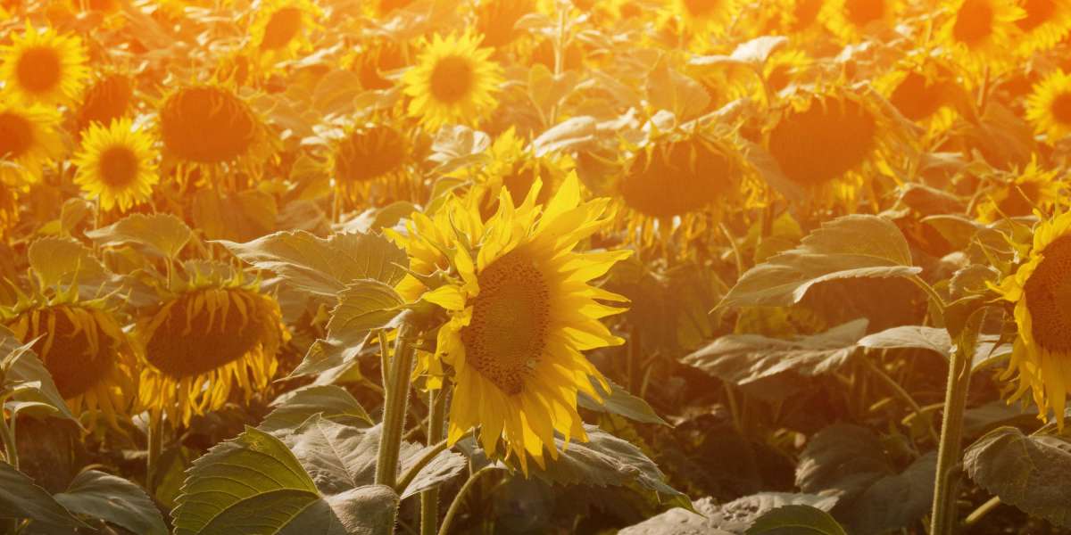 Developments in Sugar Daddy Websites in Colombia: A Brand new Era Of Online Connections