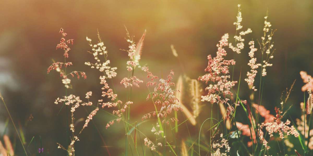 U4GM How to Build Vaal Temples Guide for POE2 0.4.0